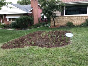 Installed rain garden